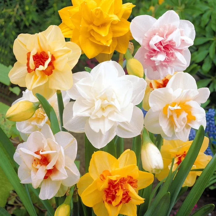 Gefüllte Narzisse ‚Flower Parade‘ (x10)