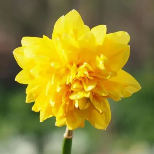 Gefüllte NarzisseTête Rosette