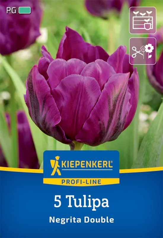 Gefüllte späte Tulpe Negrita Double (5 Stück)