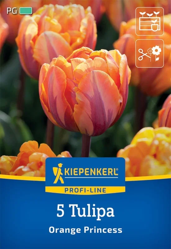 Gefüllte späte Tulpe Orange Princess (5 Stück)