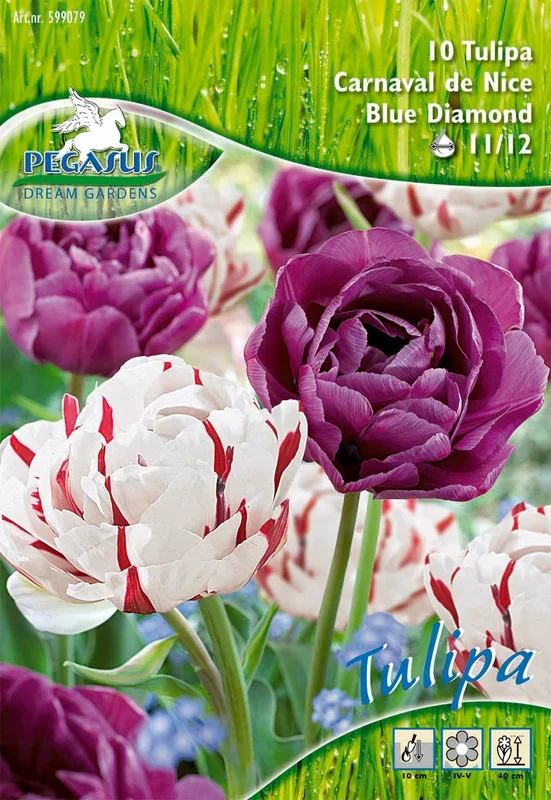 Gefüllte Tulpe Carnaval de Nice und Blue Diamond (10 Stück)