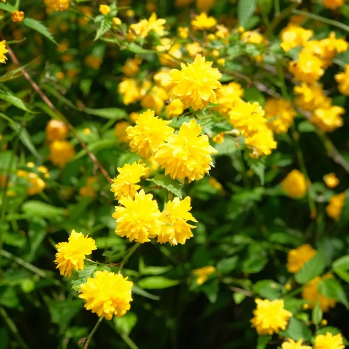 Gefüllter Ranunkelstrauch Pleniflora