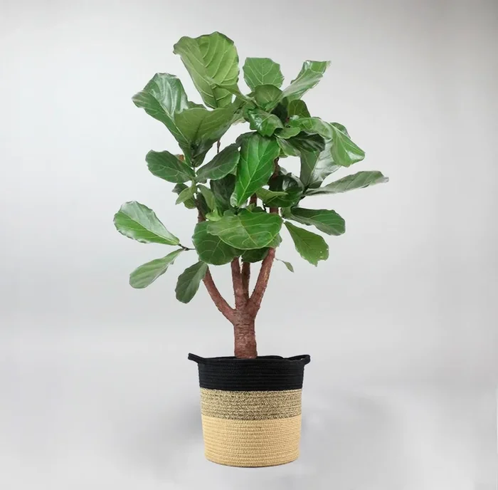 Geigenfeige mit Stamm| Ficus lyrata