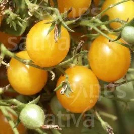Gelbe Cherrytomate – Cherrytomate