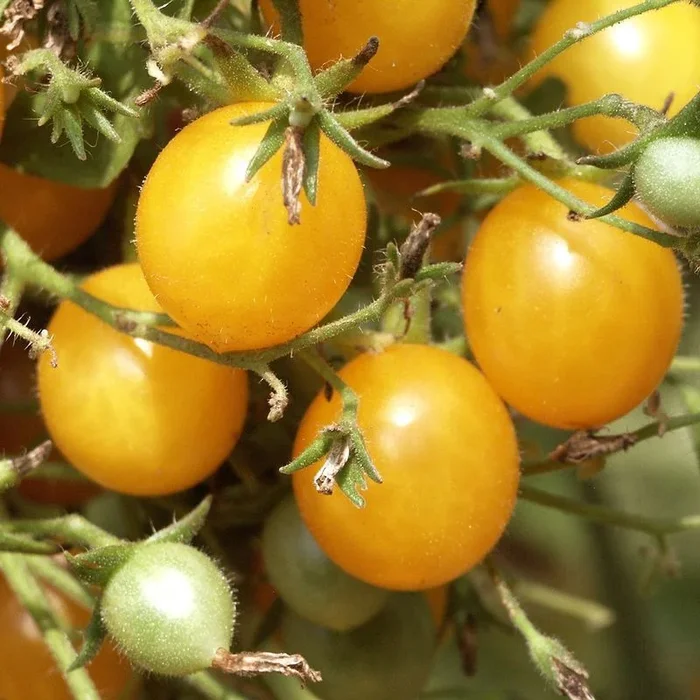 Gelbe Cherrytomate