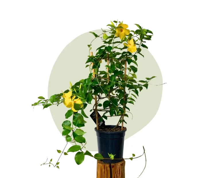 Gelbe Dipladenia – farbenprächtige Kletterpflanze