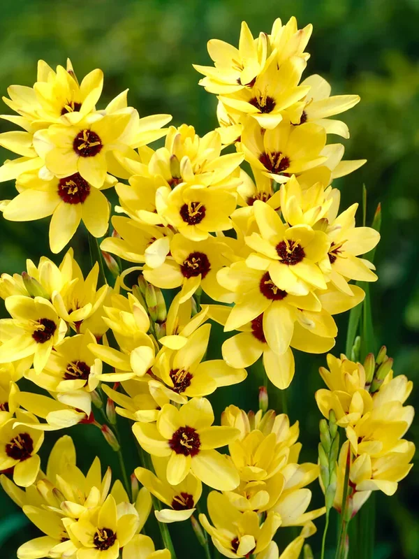 Gelbe Ixia