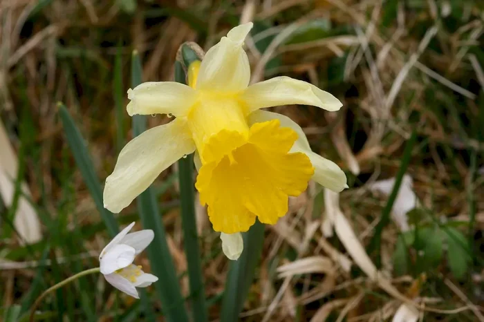 Gelbe Narzisse, Narcissus pseudonarcissus