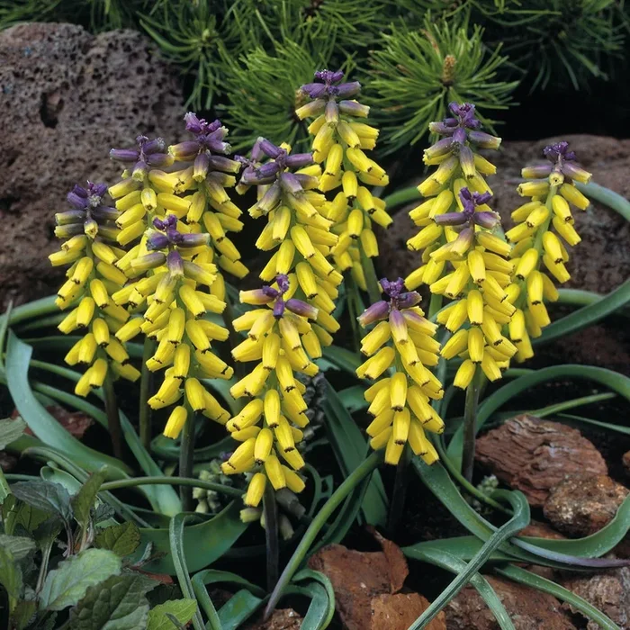 Gelbe Traubenhyazinthen ‚Golden Fragrance‘