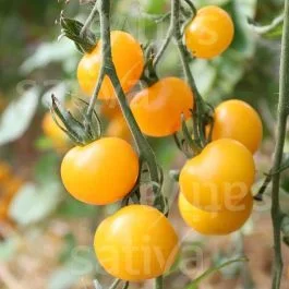 Gelbe von Thun – Tomate