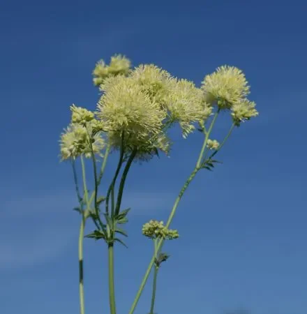Gelbe Wiesenraute (Thalictrum flavum) „Bio“