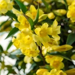 Gelber Jasmin (Gelsemium sempervirens)