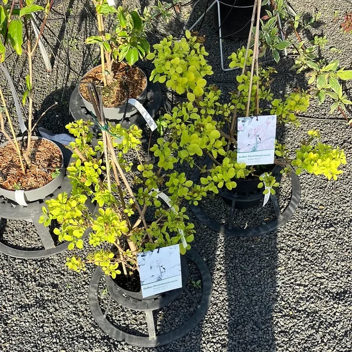 Gelber Perückenstrauch ‚Golden Spirit‘