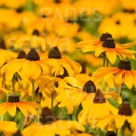 Gelber Sonnenhut – Rudbeckia hirta