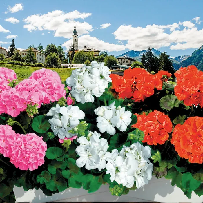 Geranien Set Sunrise® Heidiland – Alpengeranien im Sparset Pelargonium – Bestellnummer 6601876