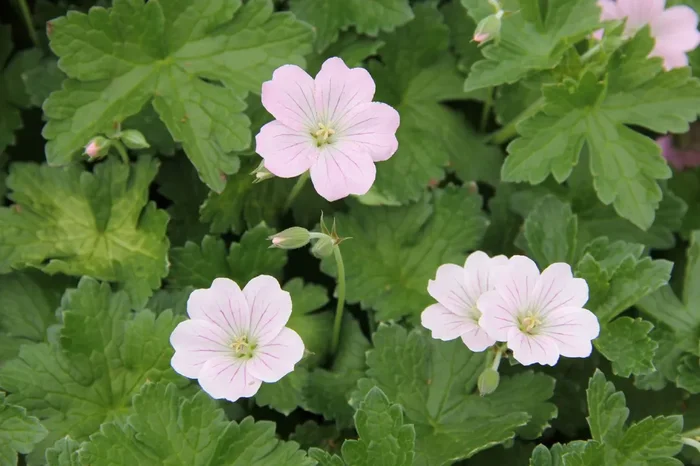 Geranium ‚Dreamland‘ (Storchschnabel)