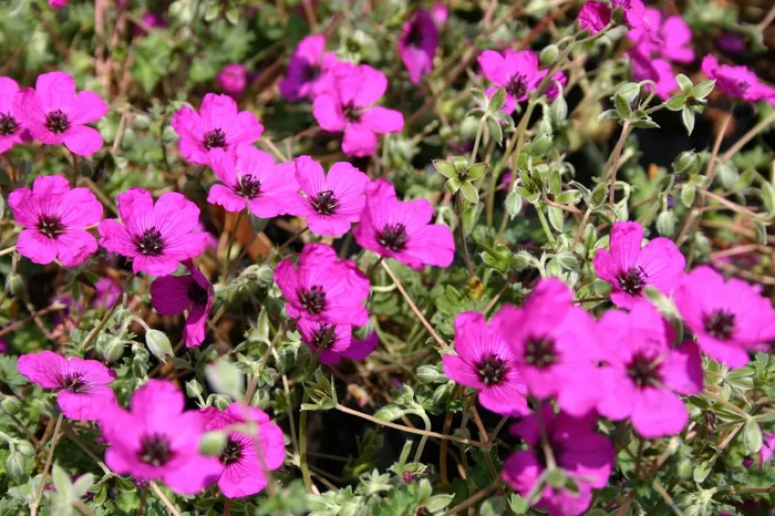 Geranium cinereum ssp. subcaulescens (Aschgrauer Storchschnabel)