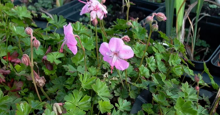 Geranium dalmaticum
