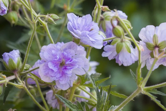 Geranium pratense ‚Cloud Nine‘ ® (Garten-Storchschnabel)