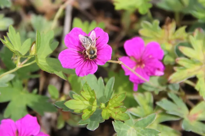 Geranium psilostemon x sang. ‚Little David‘ (Storchschnabel)