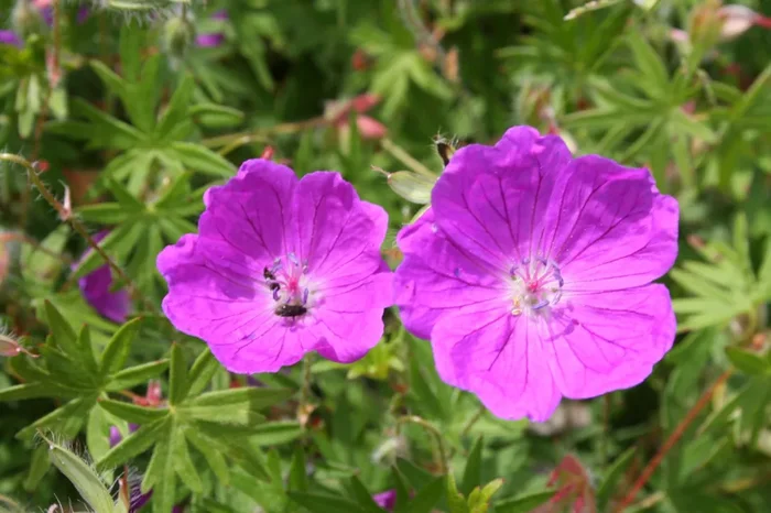 Geranium sanguineum ‚Elsbeth‘ (Blutstorchschnabel)