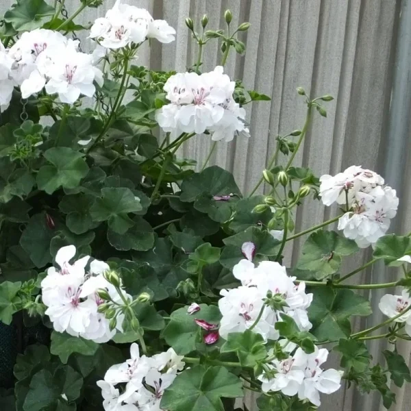 Geranium Trailing Double White