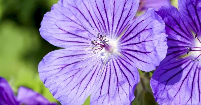 Geranium x magnificum ‚Rosemoor‘