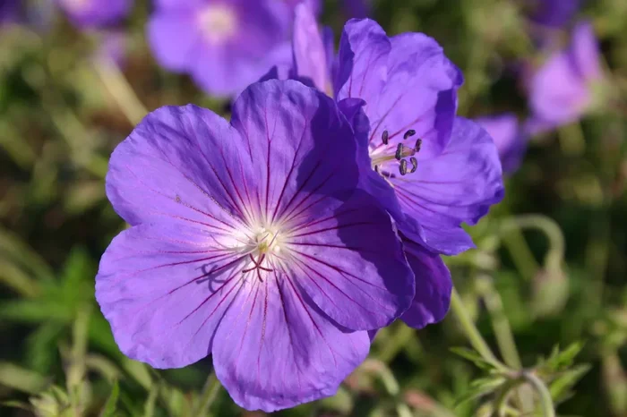 Geranium x pratense ‚Orion‘ (Wiesen-Storchschnabel)