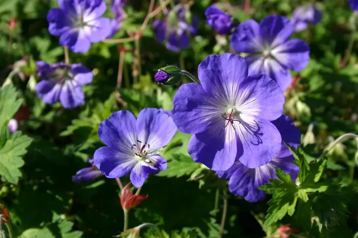 Geranium x pratense ‚Rozanne‘ (Storchschnabel)