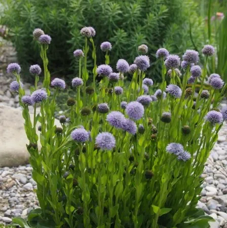 Gewöhnliche Kugelblume (Globularia punctata) „Bio“