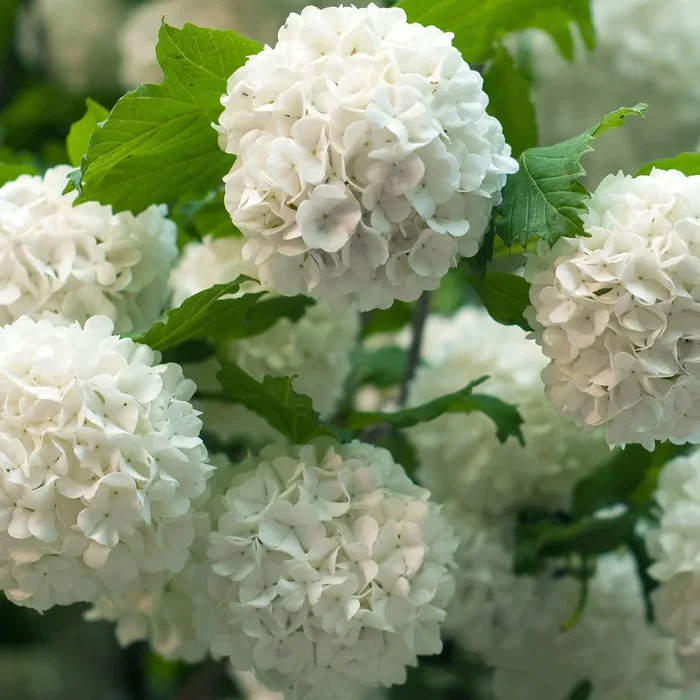 Gewöhnlicher Schneeball ‚Roseum‘