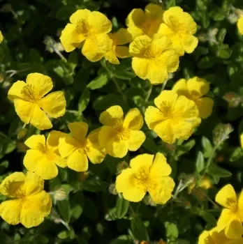 Gewöhnliches Sonnenröschen (Helianthemum nummularium) „Bio“