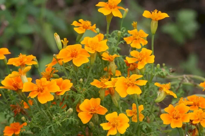 Gewürz-Tagetes ‚Orange Gem‘, Tagetes tenuifolia ‚Orange Gem‘