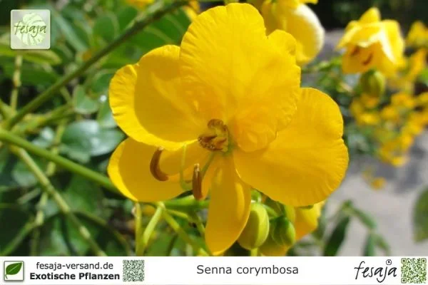 Gewürzstrauch, Senna corymbosa, Cassia, Pflanze