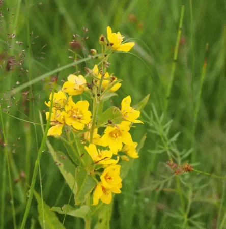 Gilbweiderich (Lysimachia vulgaris) „Bio“