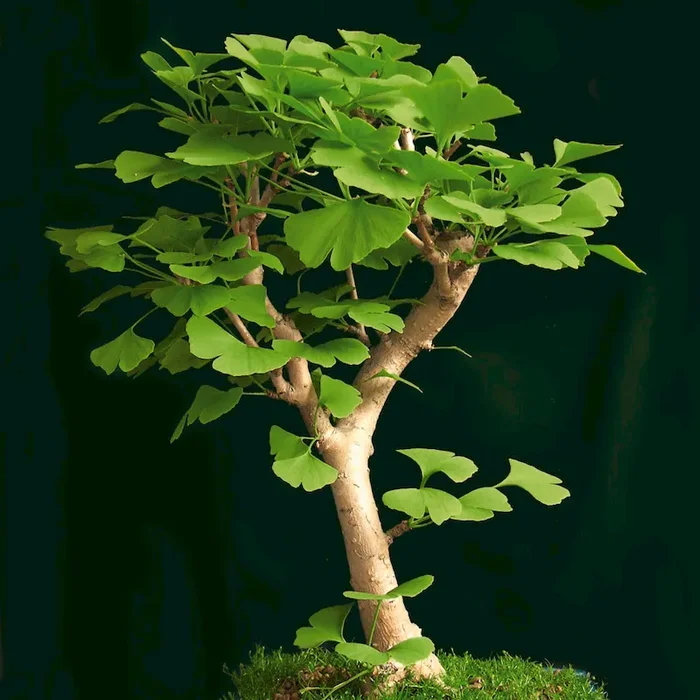Ginkgo Biloba – Baum des Jahrtausends Bestellnummer 3324254
