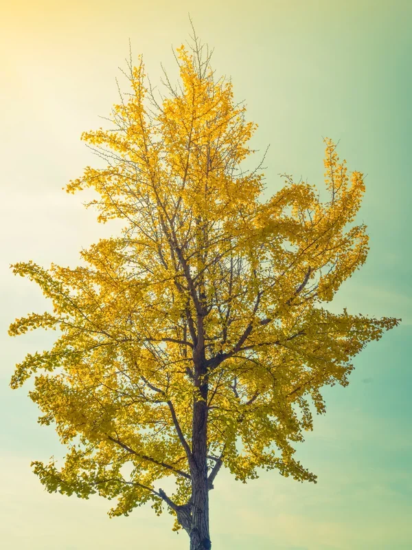 Ginkgo biloba – Ginkgo, Fächerblattbaum