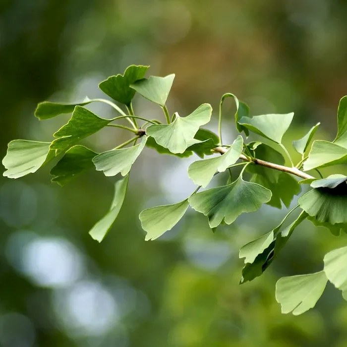 Ginkgo biloba Pflanze Baum – Fächerblattbaum