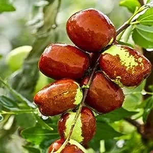 Giuggiolo (Zizyphus sativa) albero da frutto giuggiolo grosso pianta di 50 cm 2 anni