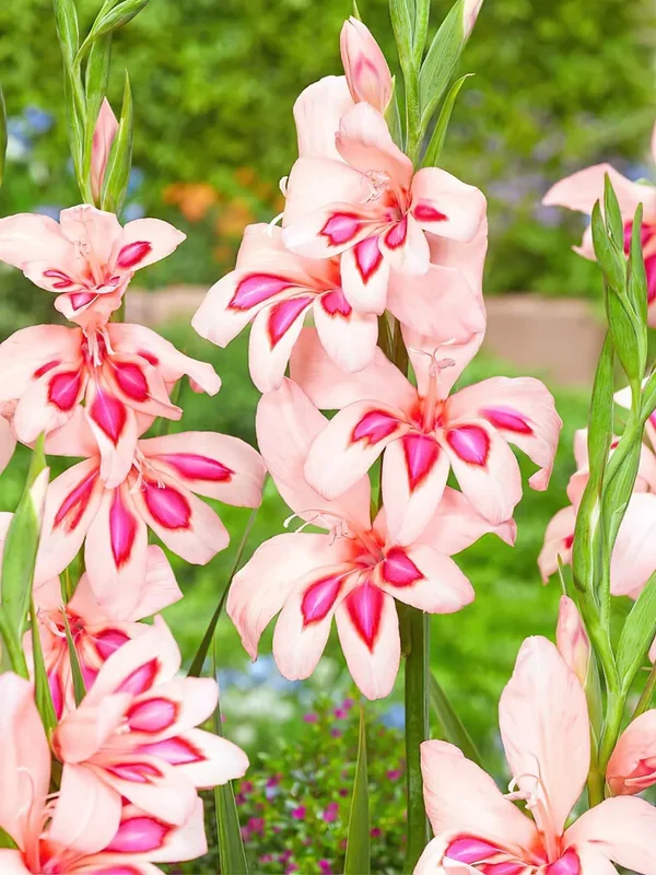 Gladiole Nanus Impressive