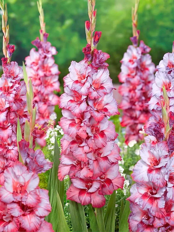 Gladiole Teds Trump