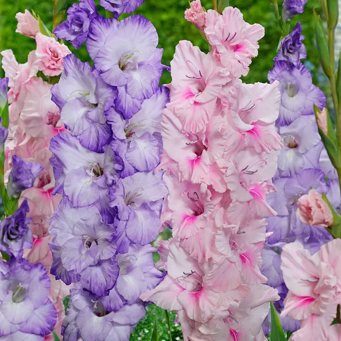 Gladiolen Mischung ‚Sweet Pastel Beauty‘ (x20)