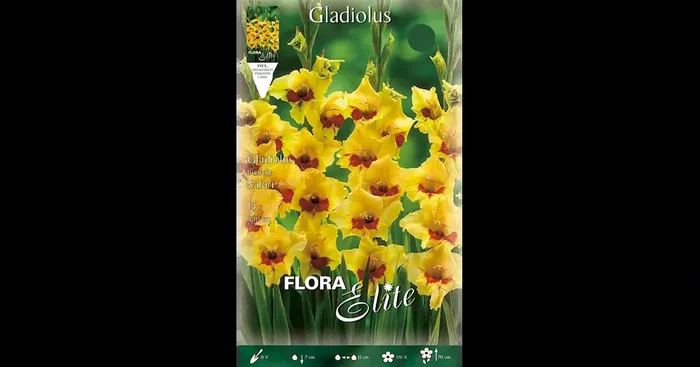 Gladiolen Safari