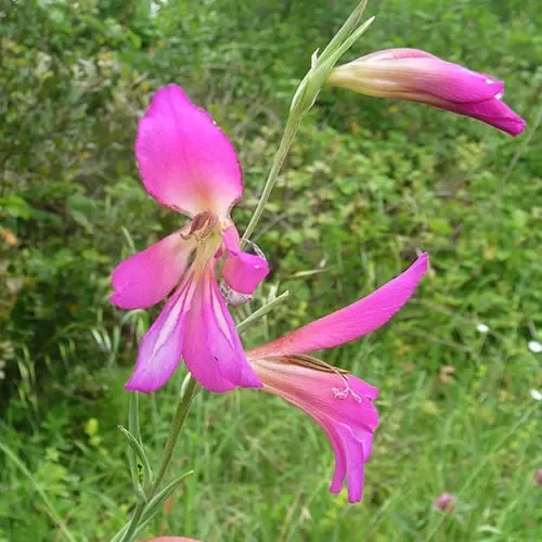 Gladiolus Italicus