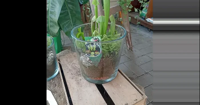 Glas bepflanzt 3 Pflanzen