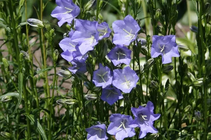 Glockenblume ‚Grandiflora Coerulea‘