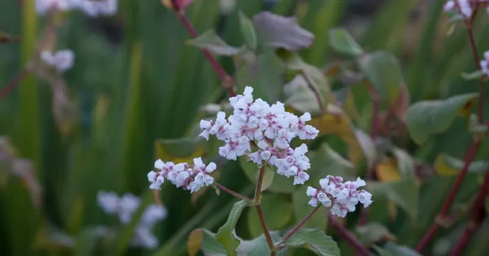 Glockenknöterich ‚Southcomb White‘