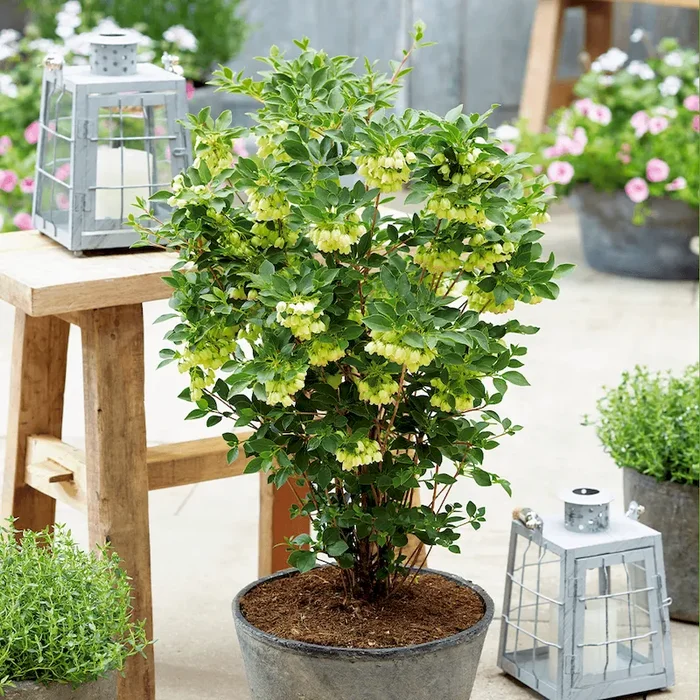 Glockige Prachtglocke (Enkianthus) Enkianthus campanulatus Prettycoat – Bestellnummer 4402177