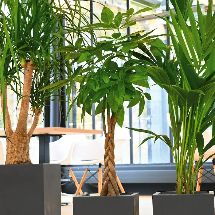 Glückskastanie mit geflochtenem Stamm Pachira aquatica – Bestellnummer 6630167