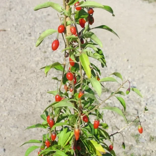 Goji No. 1 Lifeberry ® – Lycium barbarum